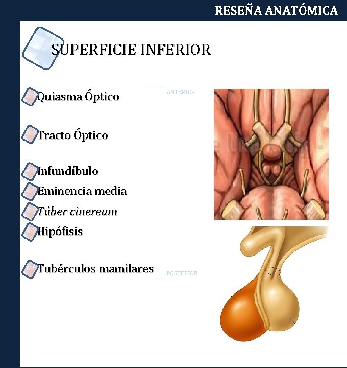 RESEÑA ANATÓMICA SUPERFICIE INFERIOR Quiasma Óptico ANTERIOR Tracto Óptico Infundíbulo Eminencia media Túber cinereum