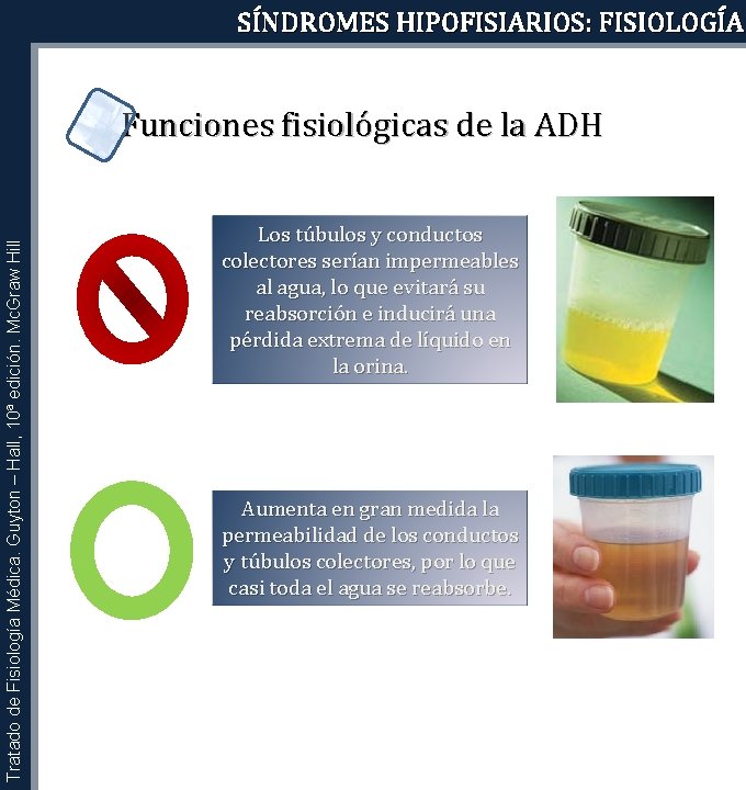 SÍNDROMES HIPOFISIARIOS: FISIOLOGÍA Tratado de Fisiología Médica. Guyton – Hall, 10ª edición. Mc. Graw