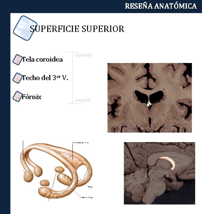 RESEÑA ANATÓMICA SUPERFICIE SUPERIOR Tela coroidea SUPERIOR Techo del 3 er V. Fórnix INFERIOR
