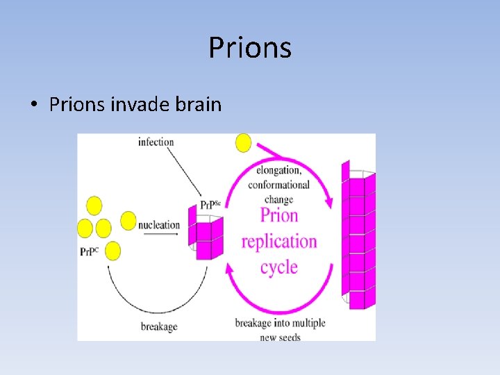 Prions • Prions invade brain 