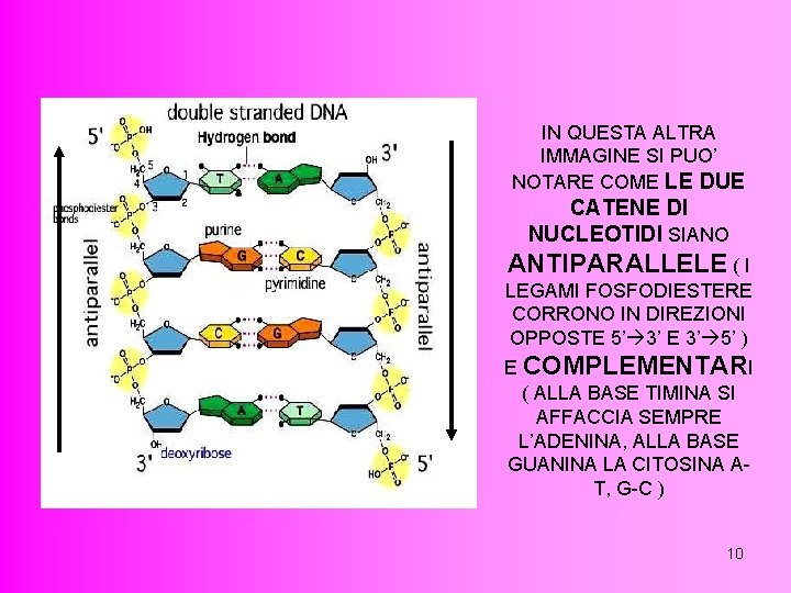 IN QUESTA ALTRA IMMAGINE SI PUO’ NOTARE COME LE DUE CATENE DI NUCLEOTIDI SIANO