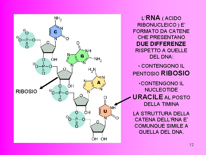 L’RNA ( ACIDO RIBONUCLEICO ) E’ FORMATO DA CATENE CHE PRESENTANO DUE DIFFERENZE RISPETTO