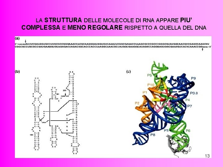 LA STRUTTURA DELLE MOLECOLE DI RNA APPARE PIU’ COMPLESSA E MENO REGOLARE RISPETTO A