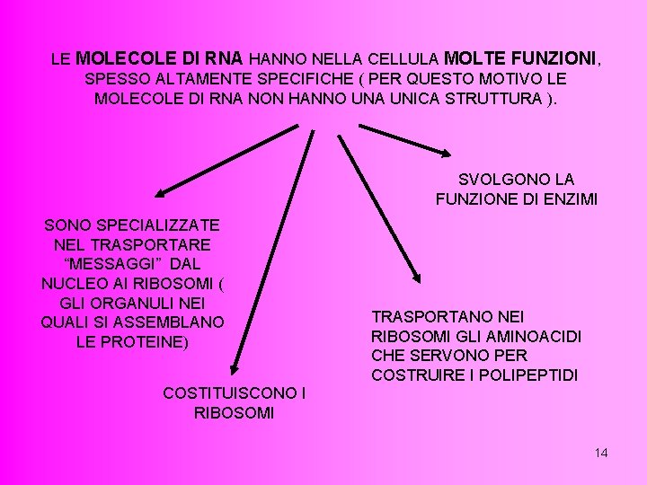 LE MOLECOLE DI RNA HANNO NELLA CELLULA MOLTE FUNZIONI, SPESSO ALTAMENTE SPECIFICHE ( PER