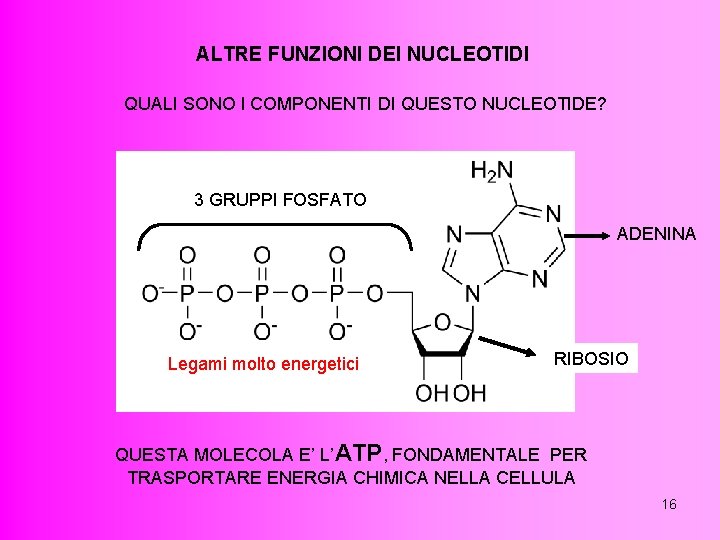 ALTRE FUNZIONI DEI NUCLEOTIDI QUALI SONO I COMPONENTI DI QUESTO NUCLEOTIDE? 3 GRUPPI FOSFATO