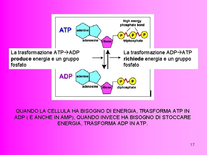 La trasformazione ATP ADP produce energia e un gruppo fosfato La trasformazione ADP ATP