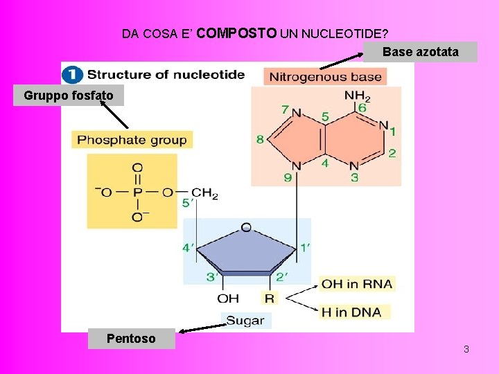DA COSA E’ COMPOSTO UN NUCLEOTIDE? Base azotata Gruppo fosfato Pentoso 3 