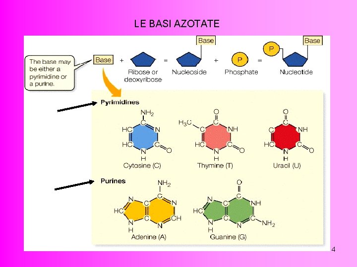 LE BASI AZOTATE 4 