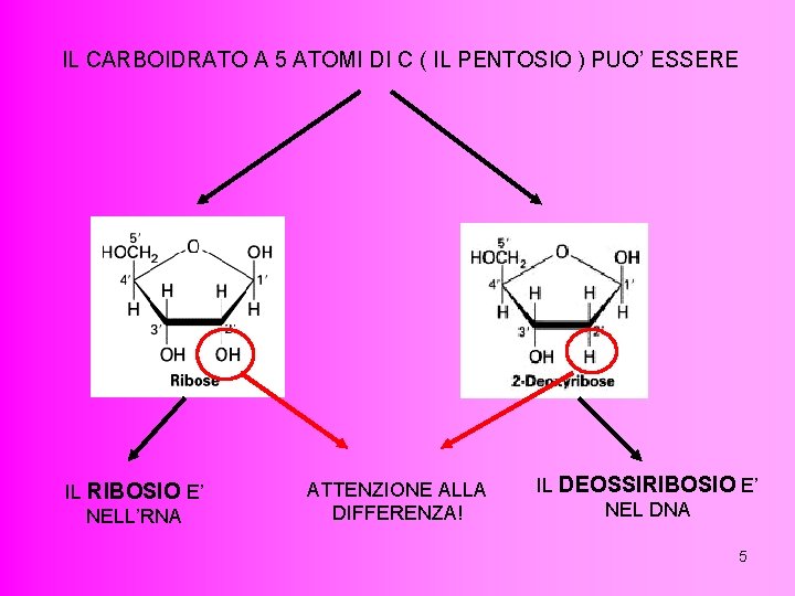 IL CARBOIDRATO A 5 ATOMI DI C ( IL PENTOSIO ) PUO’ ESSERE IL