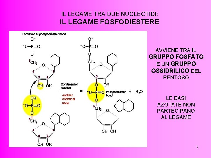 IL LEGAME TRA DUE NUCLEOTIDI: IL LEGAME FOSFODIESTERE AVVIENE TRA IL GRUPPO FOSFATO E