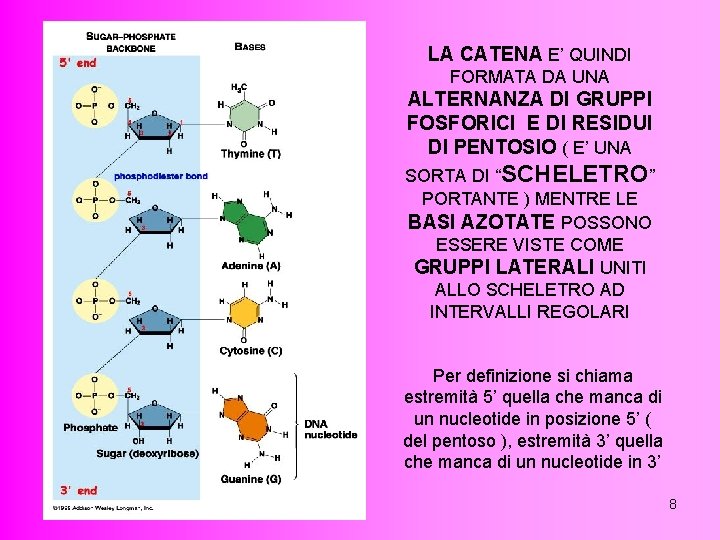 LA CATENA E’ QUINDI FORMATA DA UNA ALTERNANZA DI GRUPPI FOSFORICI E DI RESIDUI