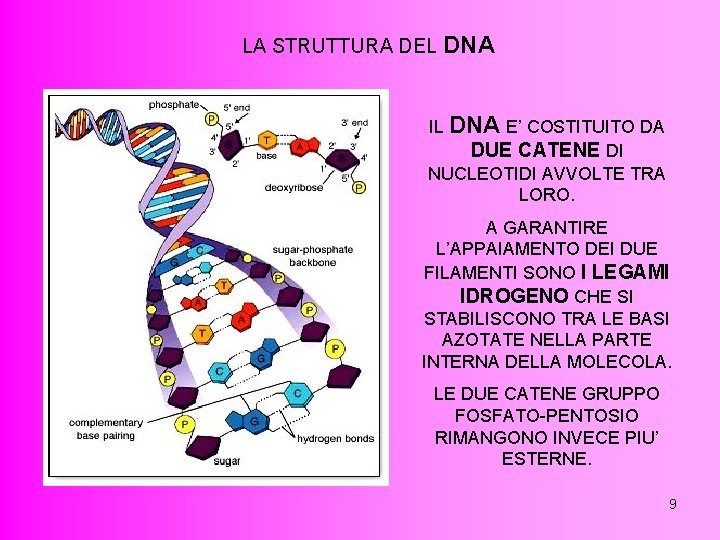 LA STRUTTURA DEL DNA IL DNA E’ COSTITUITO DA DUE CATENE DI NUCLEOTIDI AVVOLTE