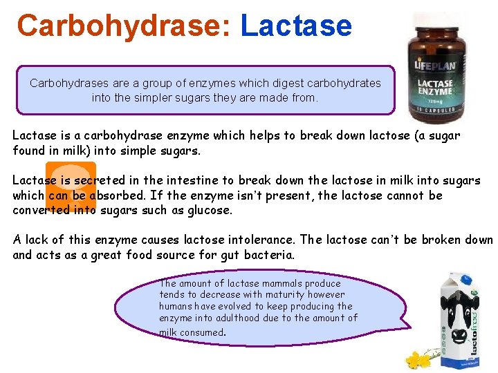 Carbohydrase: Lactase Carbohydrases are a group of enzymes which digest carbohydrates into the simpler