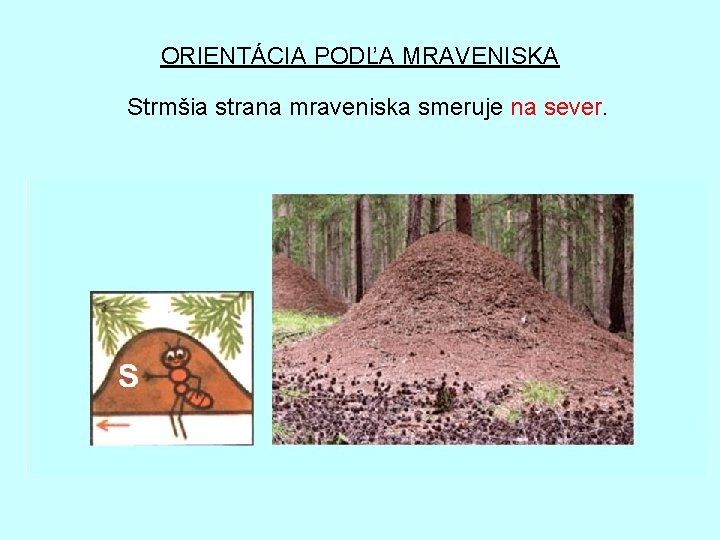 ORIENTÁCIA PODĽA MRAVENISKA Strmšia strana mraveniska smeruje na sever. 