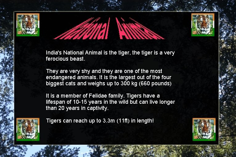 India's National Animal is the tiger, the tiger is a very ferocious beast. They