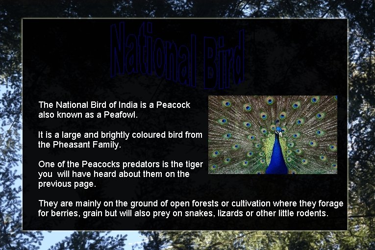 The National Bird of India is a Peacock also known as a Peafowl. It