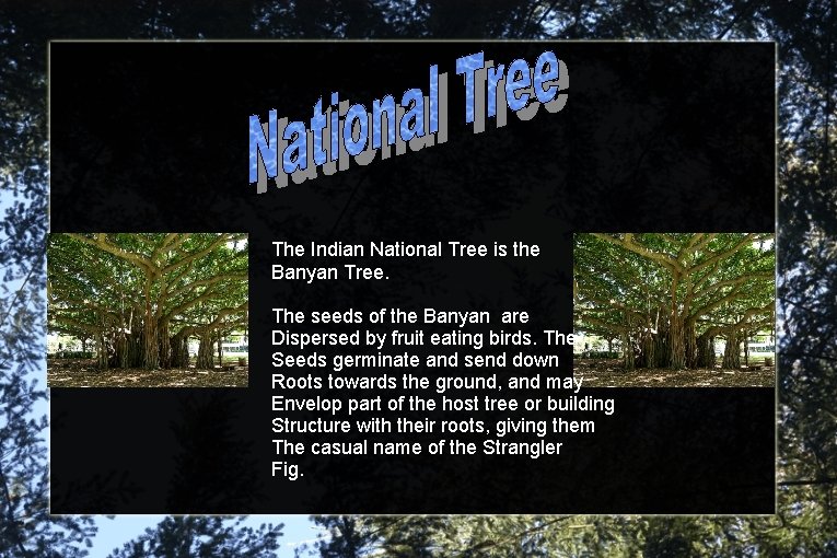 The Indian National Tree is the Banyan Tree. The seeds of the Banyan are