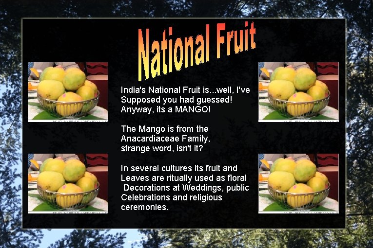 India's National Fruit is. . . well, I've Supposed you had guessed! Anyway, its