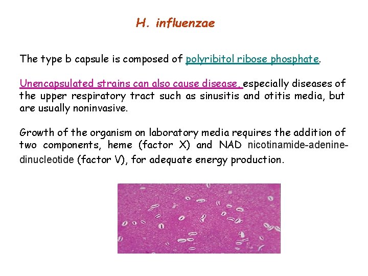 H. influenzae The type b capsule is composed of polyribitol ribose phosphate. Unencapsulated strains