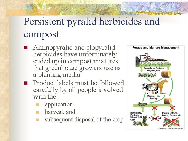 Persistent pyralid herbicides and compost n n Aminopyralid and clopyralid herbicides have unfortunately ended