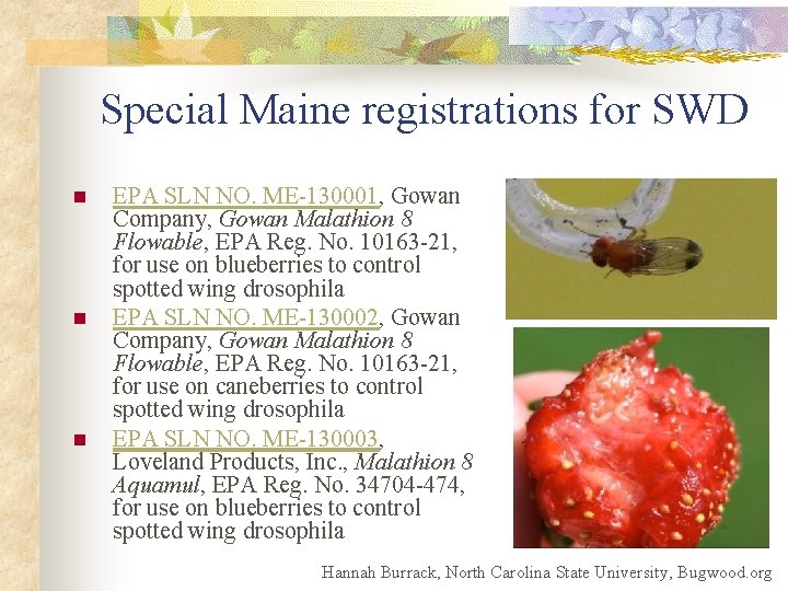 Special Maine registrations for SWD n n n EPA SLN NO. ME-130001, Gowan Company,