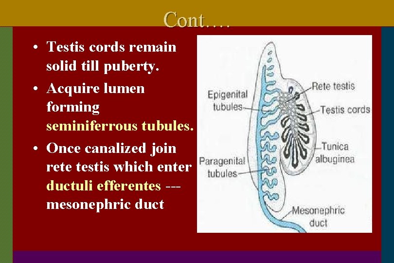 Cont…. • Testis cords remain solid till puberty. • Acquire lumen forming seminiferrous tubules.