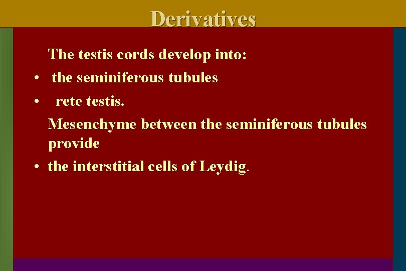 Derivatives The testis cords develop into: • the seminiferous tubules • rete testis. Mesenchyme