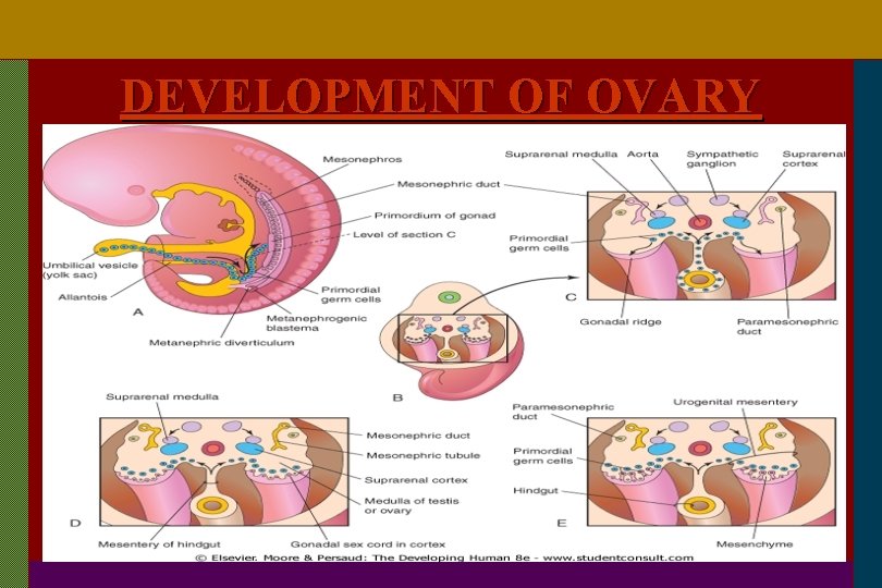 DEVELOPMENT OF OVARY 