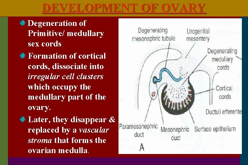 DEVELOPMENT OF OVARY Degeneration of Primitive/ medullary sex cords Formation of cortical cords, dissociate