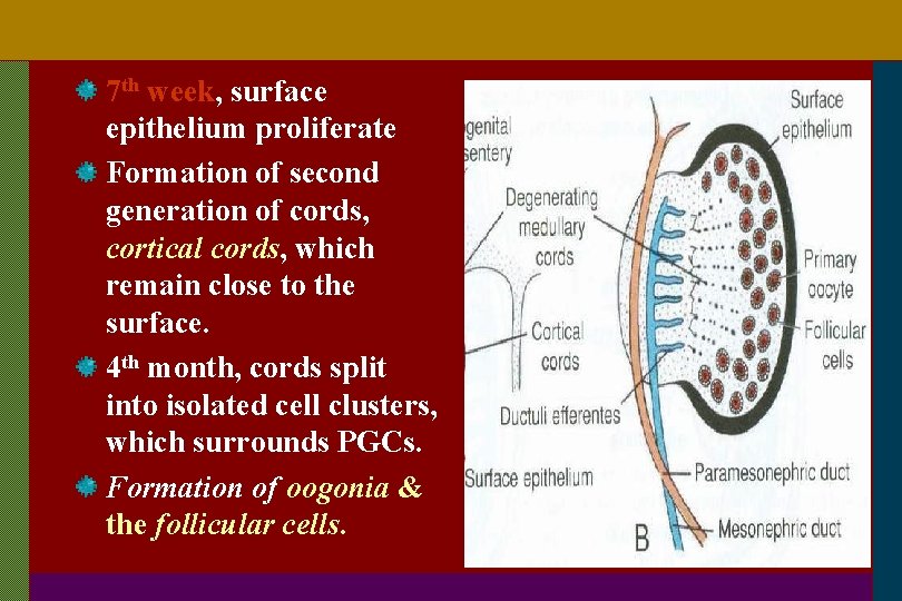 7 th week, surface epithelium proliferate Formation of second generation of cords, cortical cords,