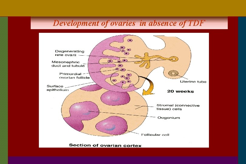 Development of ovaries in absence of TDF 