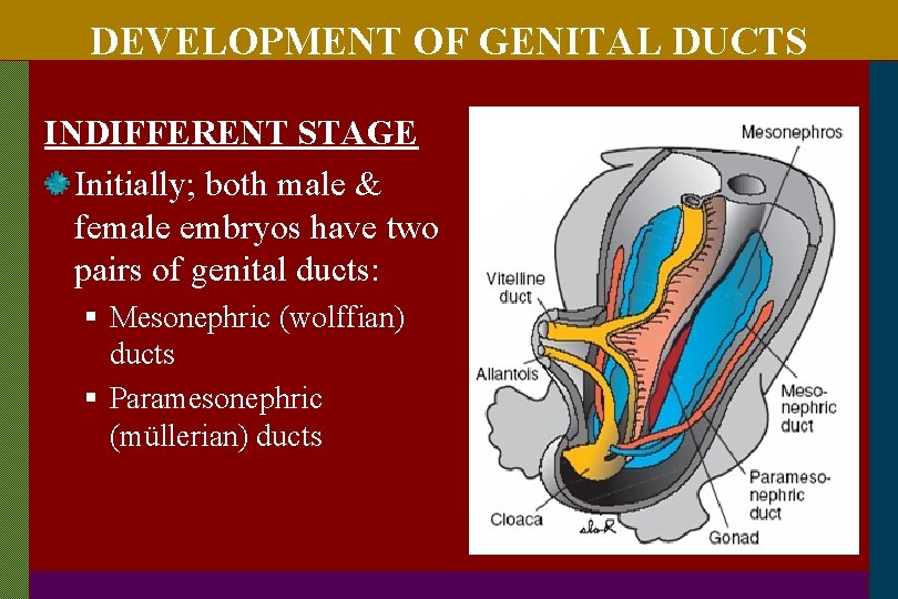 DEVELOPMENT OF GENITAL DUCTS INDIFFERENT STAGE Initially; both male & female embryos have two