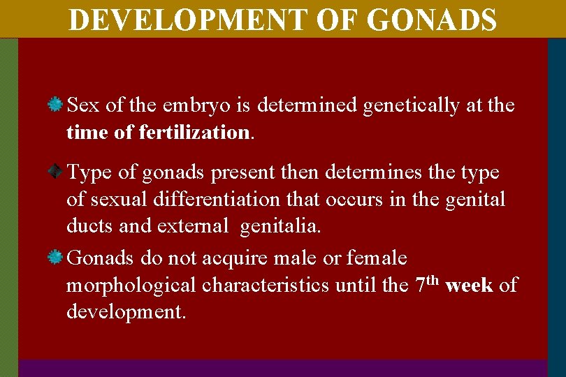 DEVELOPMENT OF GONADS Sex of the embryo is determined genetically at the time of