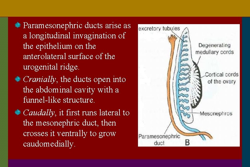 Paramesonephric ducts arise as a longitudinal invagination of the epithelium on the anterolateral surface