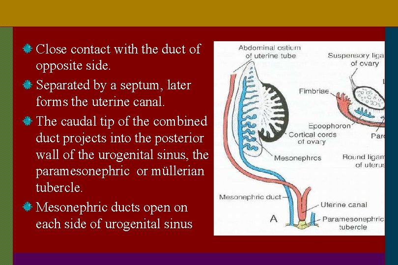 Close contact with the duct of opposite side. Separated by a septum, later forms