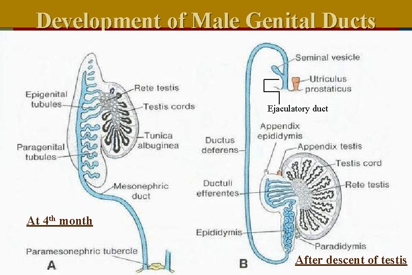 Development of Male Genital Ducts Ejaculatory duct At 4 th month After descent of