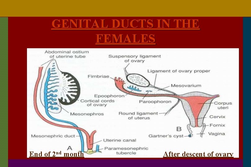 GENITAL DUCTS IN THE FEMALES End of 2 nd month After descent of ovary