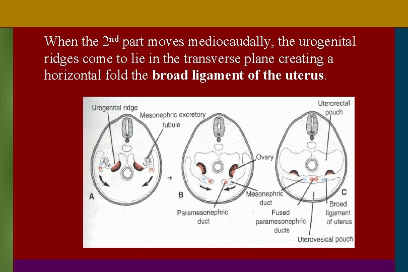 When the 2 nd part moves mediocaudally, the urogenital ridges come to lie in