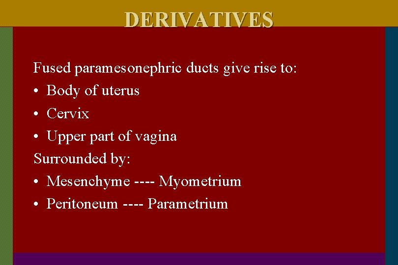 DERIVATIVES Fused paramesonephric ducts give rise to: • Body of uterus • Cervix •