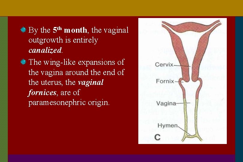 By the 5 th month, the vaginal outgrowth is entirely canalized. The wing-like expansions