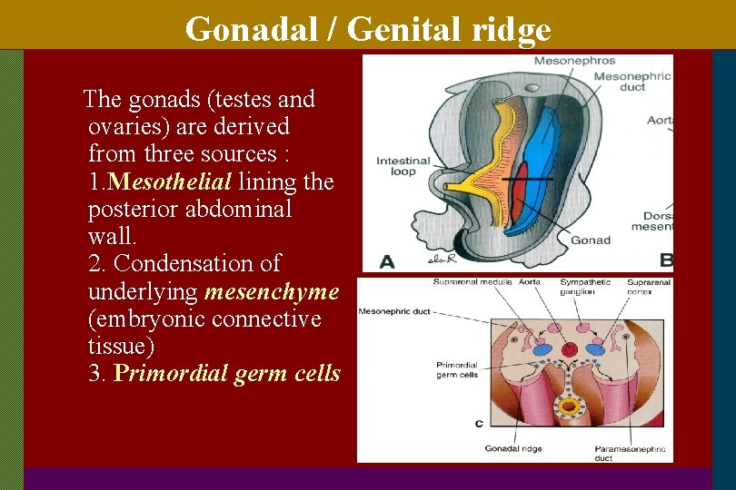 Gonadal / Genital ridge The gonads (testes and ovaries) are derived from three sources