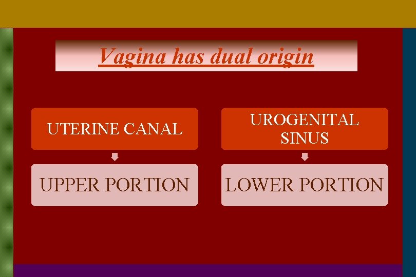 Vagina has dual origin UTERINE CANAL UROGENITAL SINUS UPPER PORTION LOWER PORTION 