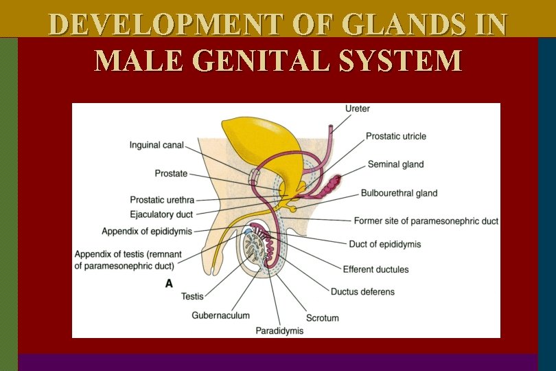DEVELOPMENT OF GLANDS IN MALE GENITAL SYSTEM 