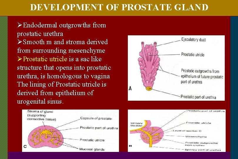 DEVELOPMENT OF PROSTATE GLAND ØEndodermal outgrowths from prostatic urethra ØSmooth m and stroma derived