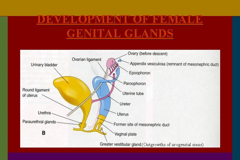 DEVELOPMENT OF FEMALE GENITAL GLANDS (Outgrowths of urogenital sinus) 