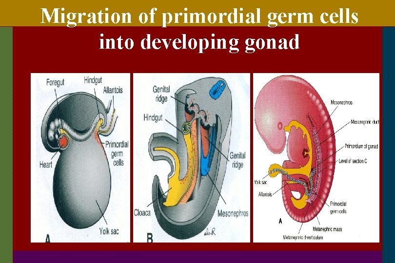 Migration of primordial germ cells into developing gonad. 