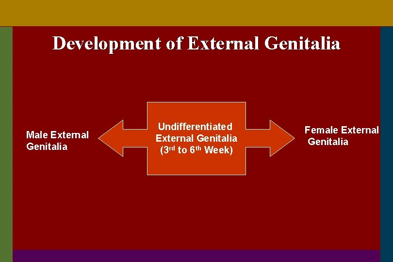 Development of External Genitalia Male External Genitalia Undifferentiated External Genitalia (3 rd to 6