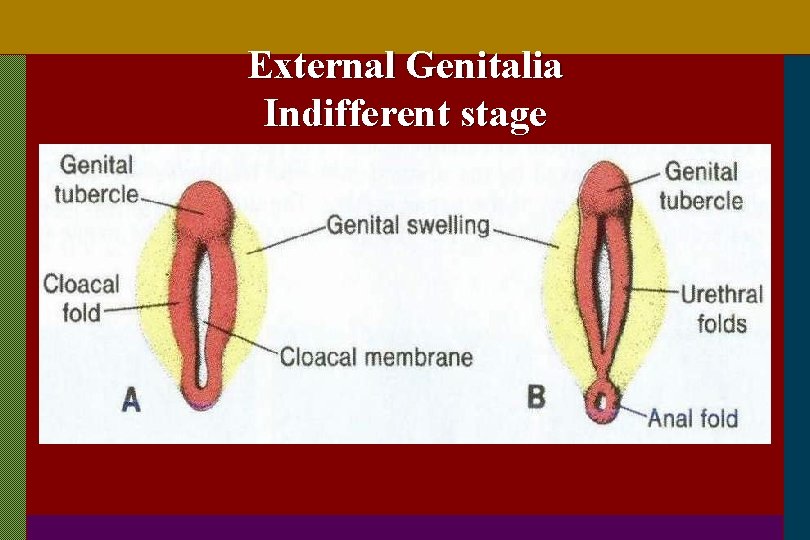 External Genitalia Indifferent stage 