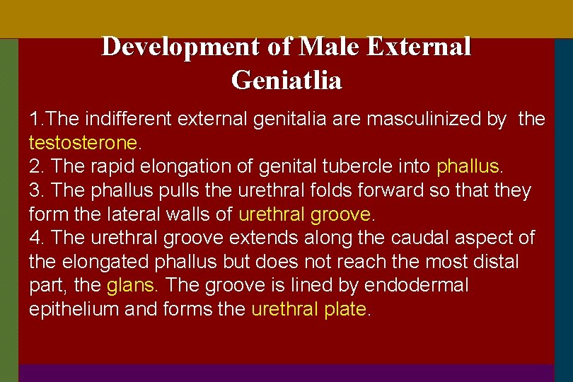 Development of Male External Geniatlia 1. The indifferent external genitalia are masculinized by the