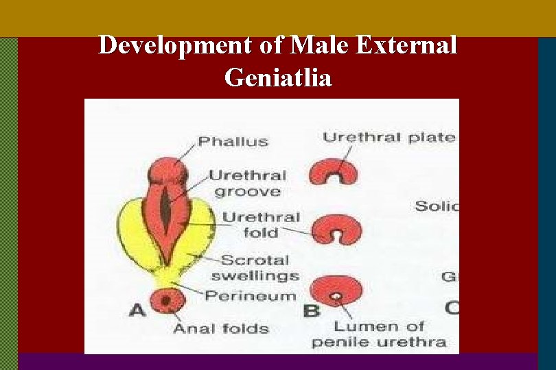 Development of Male External Geniatlia 